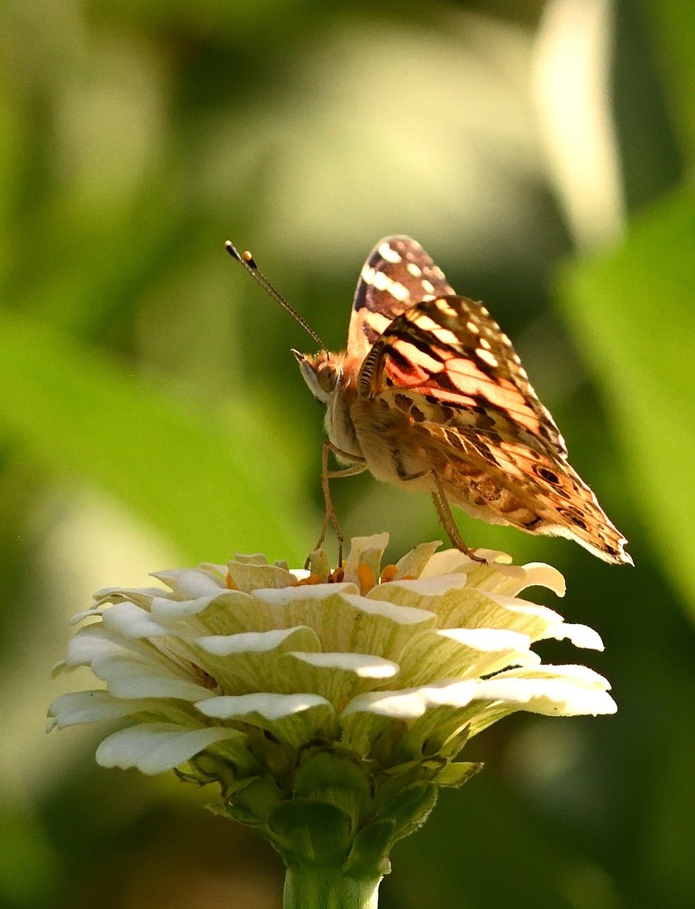 painted lady, butterfly, wings, zinnia, flower background, flower, garden, summer, close-up, nature, colorful, beautiful flowers, macro photography, flower wallpaper, green color, feeding, wildlife, flora, shrub, green, fruit, butterfly bush